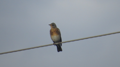 Fieldfare