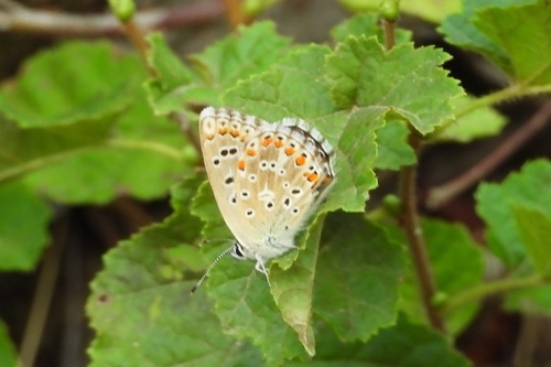 Adonis Blue