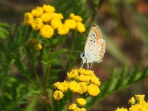 Brown Argus