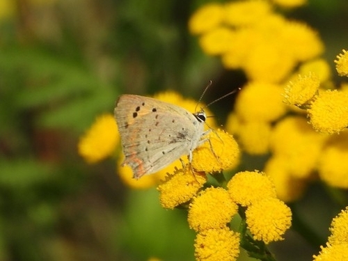 Small Copper