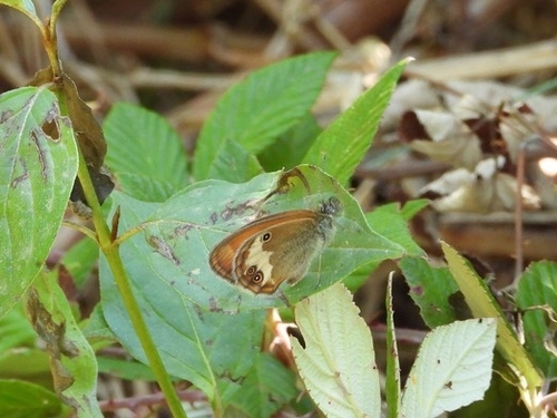 Pearly Heath
