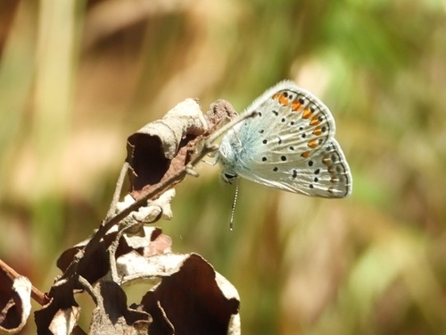 Common Blue