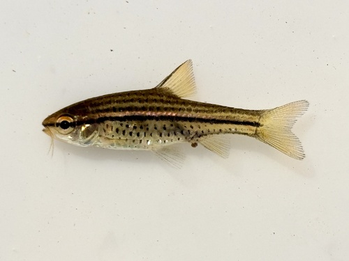 Copperstripe Barb