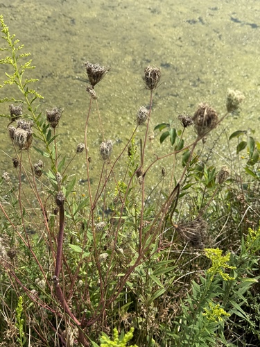 wild carrot