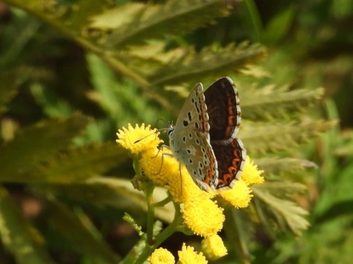 Adonis Blue