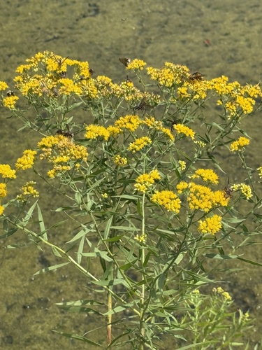 flat-topped goldenrod