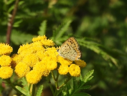 Sooty Copper