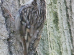 Certhia brachydactyla