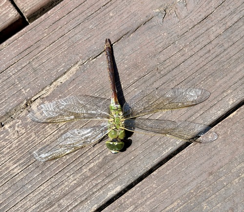 Oriental Lesser Emperor