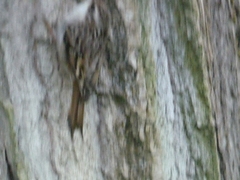 Certhia brachydactyla