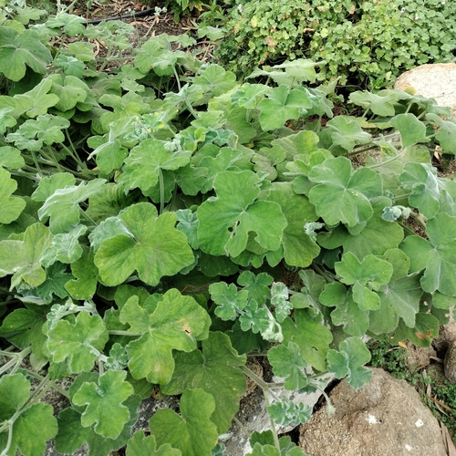 Pelargonium tomentosum