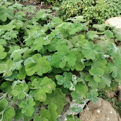 Pelargonium tomentosum