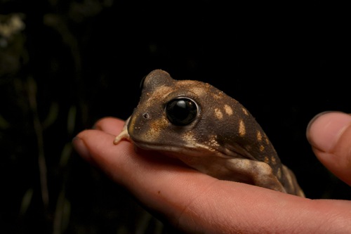 Western Spotted Frog