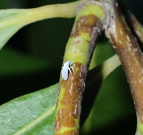 Coniopteryx maculithorax
