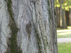 Certhia brachydactyla