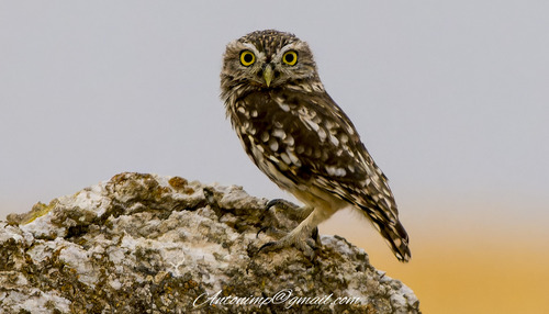 Little Owl