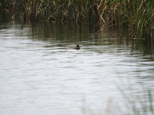 iNaturalist image