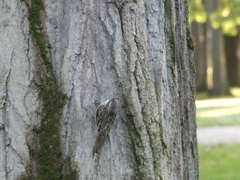 Certhia brachydactyla