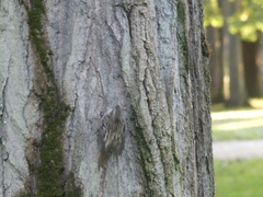 Certhia brachydactyla
