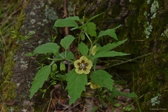 Physalis virginiana