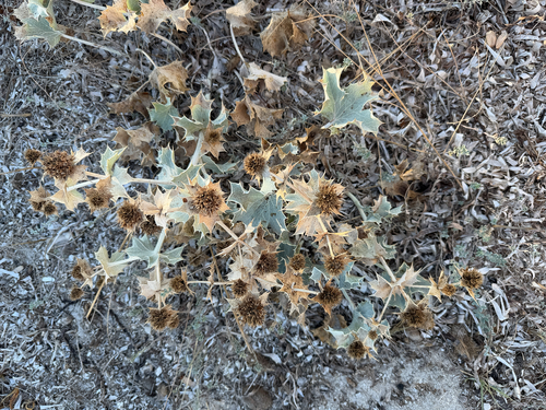 Sea Holly