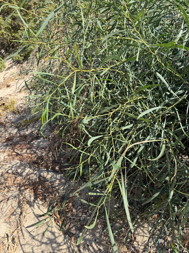 golden wreath wattle