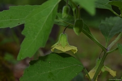 Physalis virginiana