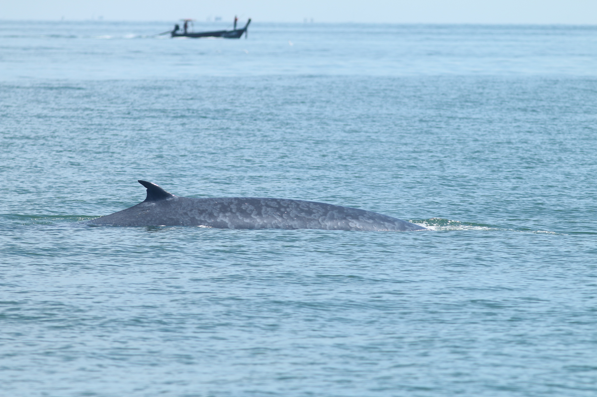 Balaenoptera edeni