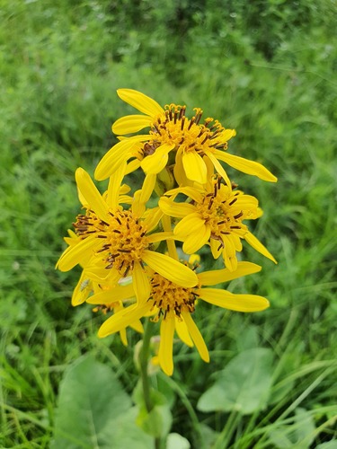 Ligularia fischeri, photograph 4