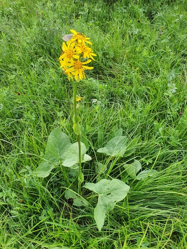 Ligularia fischeri, photograph 5