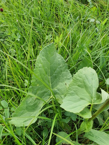 Ligularia fischeri, photograph 3