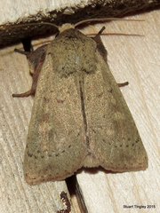 Leucania pseudargyria