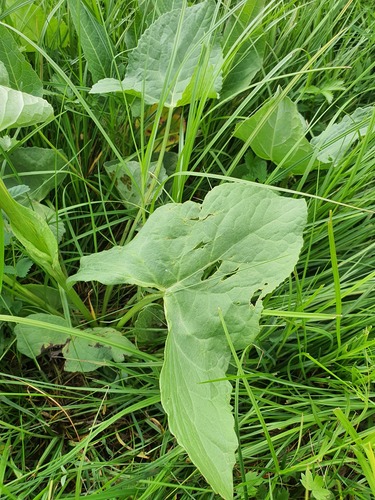 Ligularia fischeri, photograph 2
