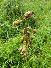 Ligularia fischeri
