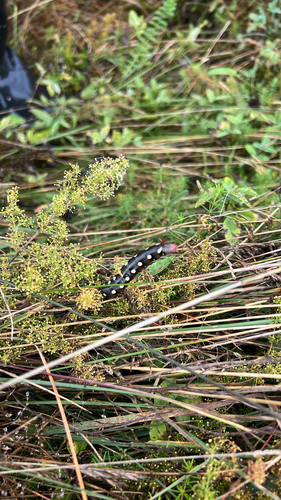 Bedstraw Hawkmoth