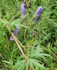 Aconitum baicalense, photograph (c) Urgamal Magsar, some rights reserved (CC BY)