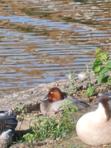 Common Pochard