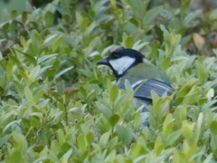 Parus major