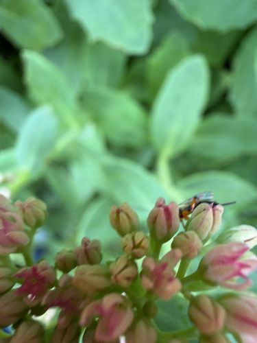 Winged and Once-winged Insects