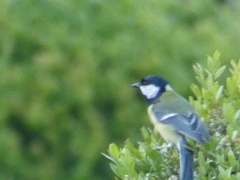 Parus major