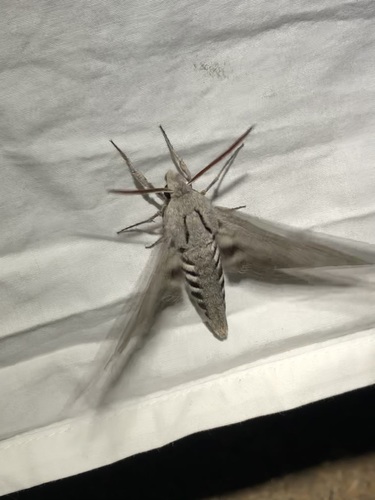 Sphinx asellus