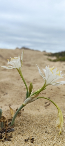 Sea Daffodil