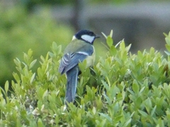 Parus major
