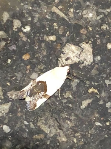 Ponometia cuta