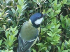 Parus major