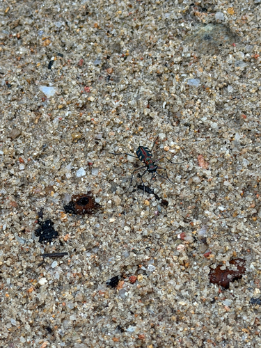 Golden-spotted Tiger Beetle