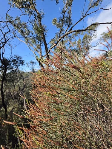 Allocasuarina muelleriana