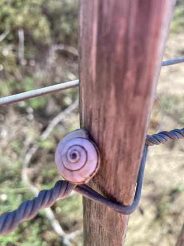 White Italian Snail
