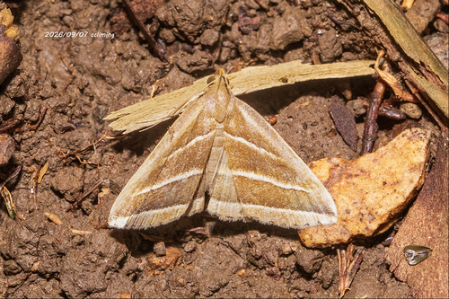 Bertula albolinealis