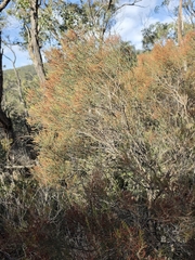 (c) herbie-hancock, some rights reserved (CC BY) Allocasuarina muelleriana, photograph (c) herbie-hancock, some rights reserved (CC BY)